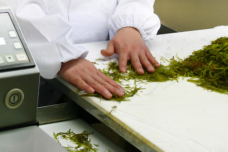 フノリ(海藻)つなぎ / 選別工程