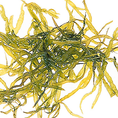 生そばのつくり方:そばつなぎ